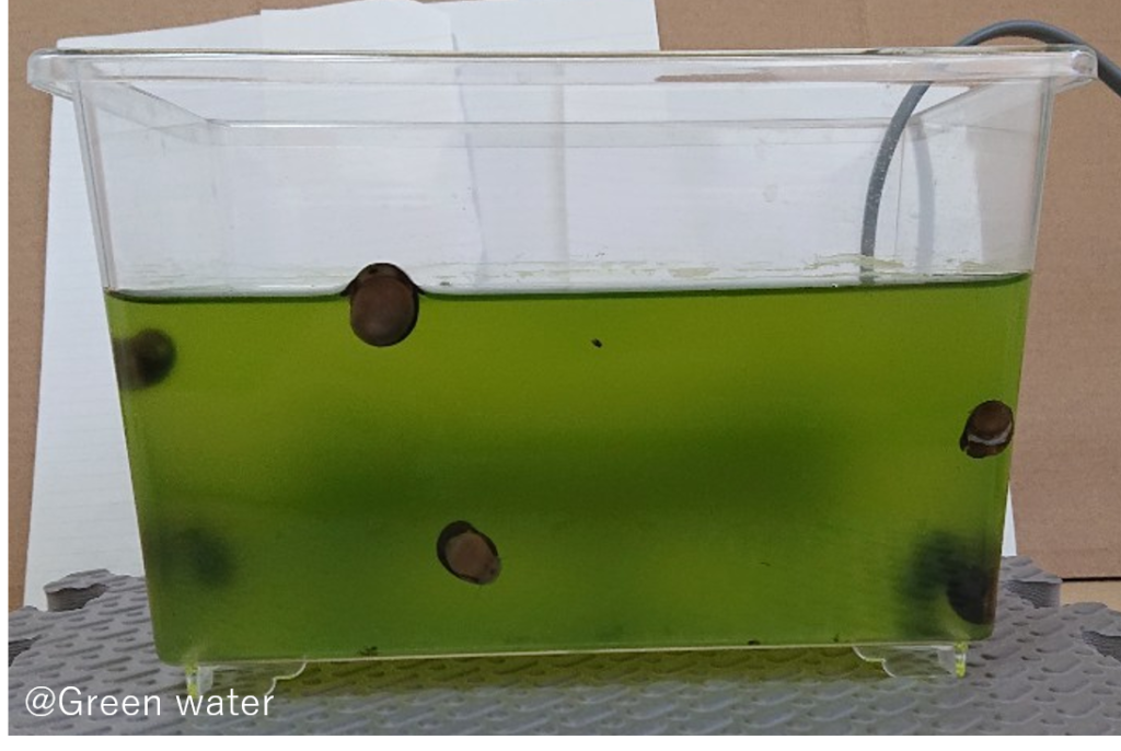 グリーンウォーターを透明にする貝の能力チェック 石巻貝 グリーンウォーター
