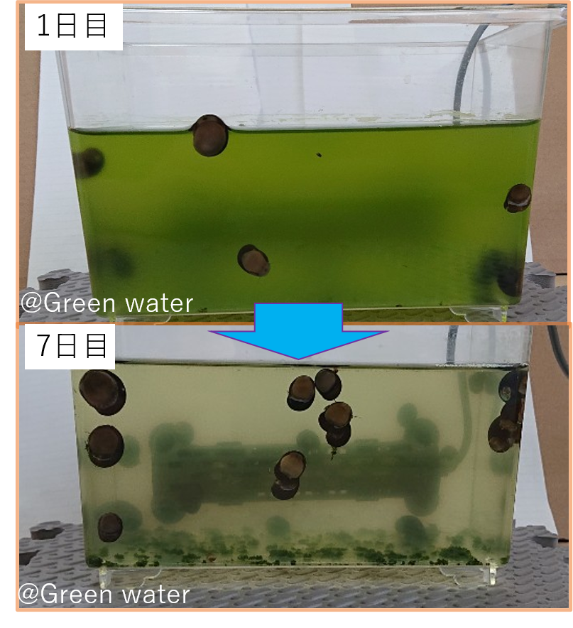 グリーンウォーターを透明にする貝の能力チェック【石巻貝】 | グリーンウォーター