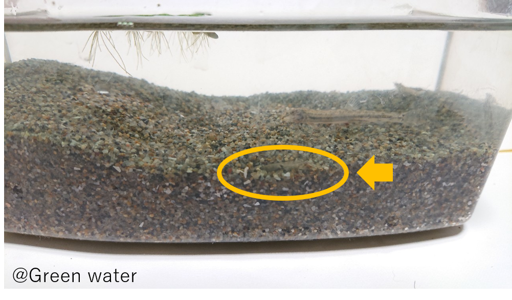ドジョウが潜る砂 ソイル を検証 3種類の砂を使って観察 グリーンウォーター