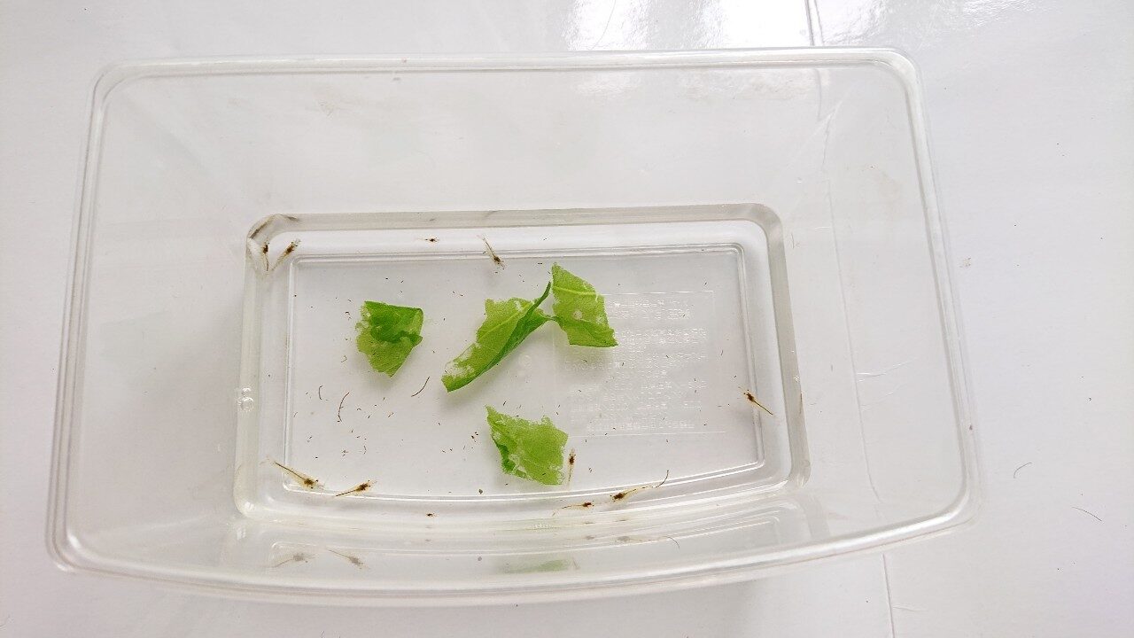 ミナミヌマエビ ほうれん草を食べる様子を観察 エサ選びの参考に グリーンウォーター