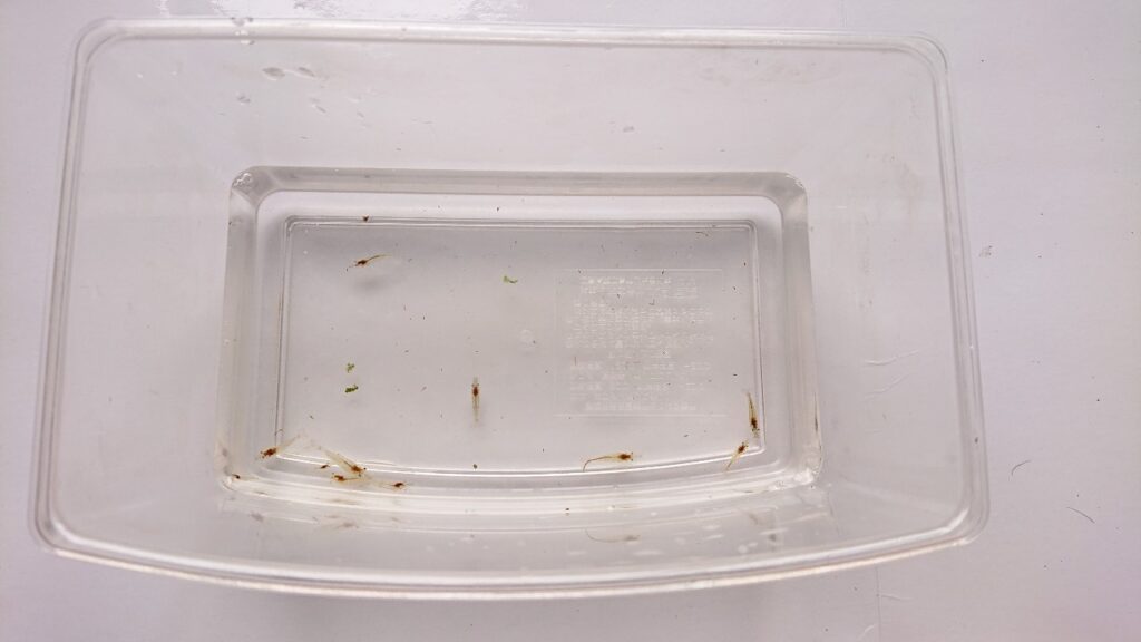 ミナミヌマエビ ほうれん草を食べる様子を観察 エサ選びの参考に グリーンウォーター