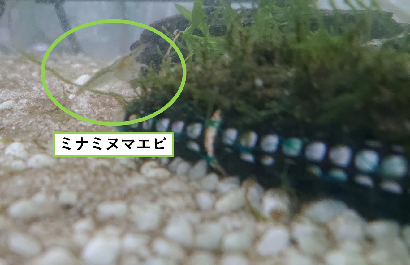 混泳できる メダカがミナミヌマエビを食べるのを防ぐ隠れ家 グリーンウォーター