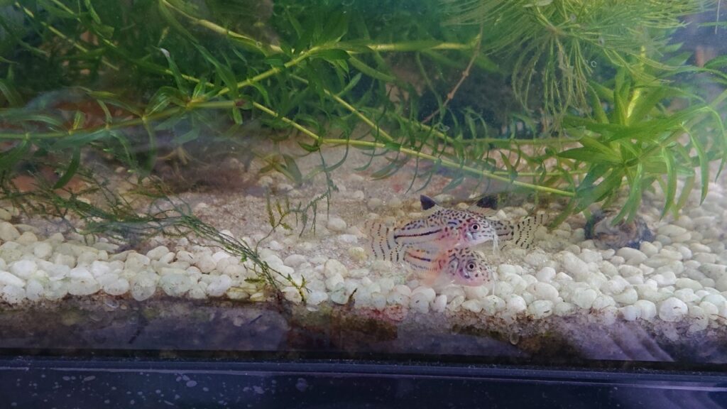 コリドラスにおすすめのソイル 白砂を底砂にするメリットは グリーンウォーター